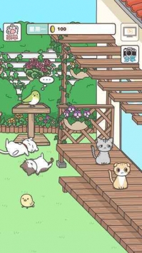 猫咪饲养日常2021最新版